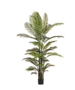 PLANTA KENZIA C-MAC 33HOJAS H210